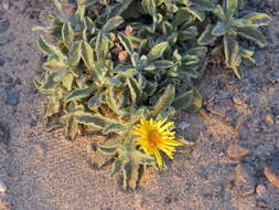 Image of Pulicaria canariensis C. Bolle