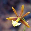 Image of Prosthechea punctulata (Rchb. fil.) Soto Arenas & Salazar