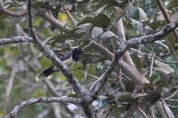 Image of Black-chested Jay