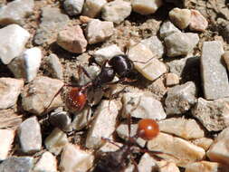 Image of Rough Harvester Ant