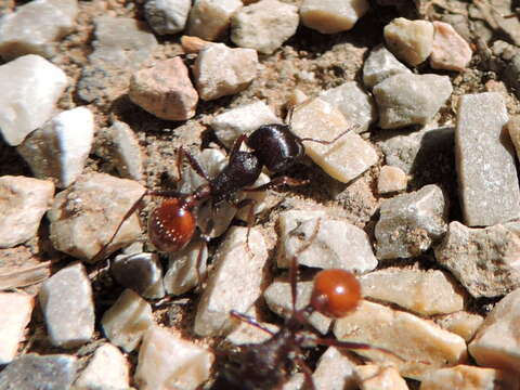 Image de Pogonomyrmex rugosus Emery 1895