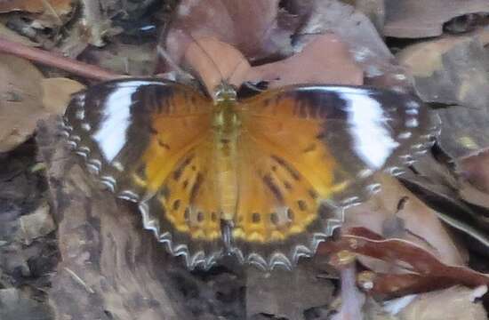 Image of Orange lacewing