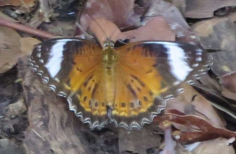 Image of Orange lacewing