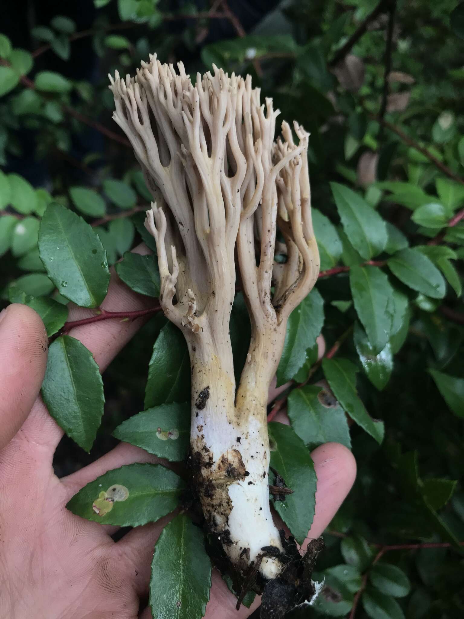 Image of Ramaria violaceibrunnea (Marr & D. E. Stuntz) R. H. Petersen 1986