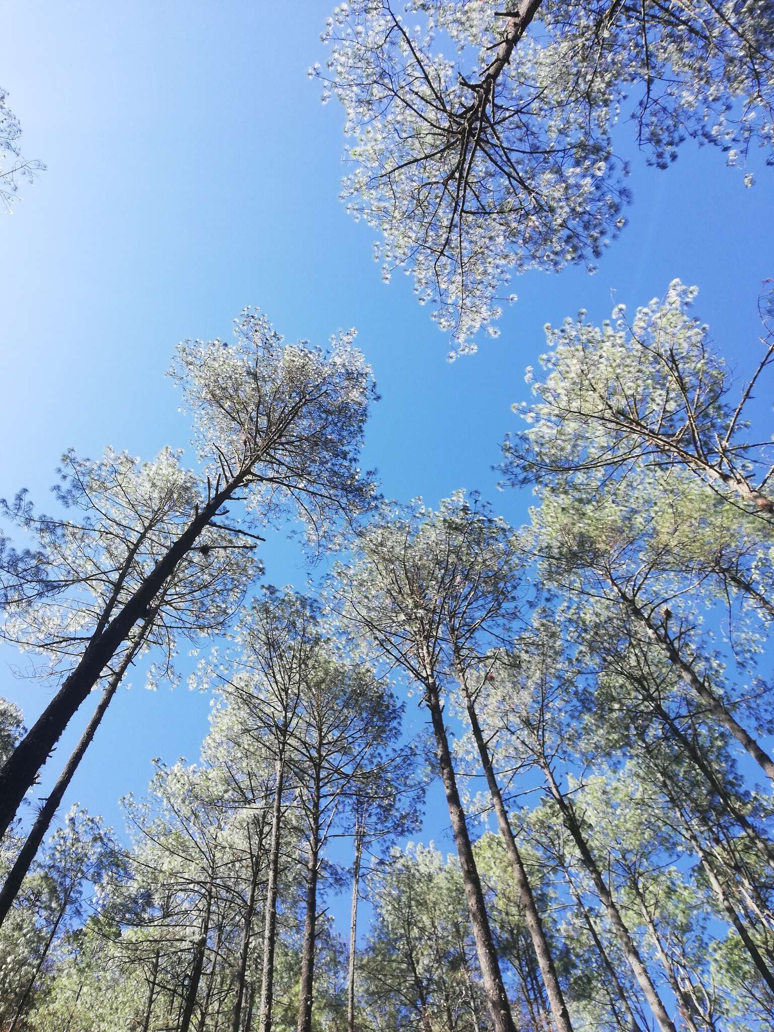 Image of Pinus pseudostrobus var. apulcensis (Lindl.) Shaw