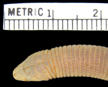 Image of <i>Zygaspis ferox</i> Broadley & Broadley 1997