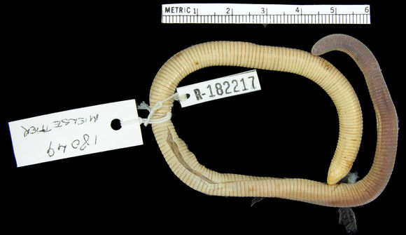 Image of <i>Zygaspis ferox</i> Broadley & Broadley 1997
