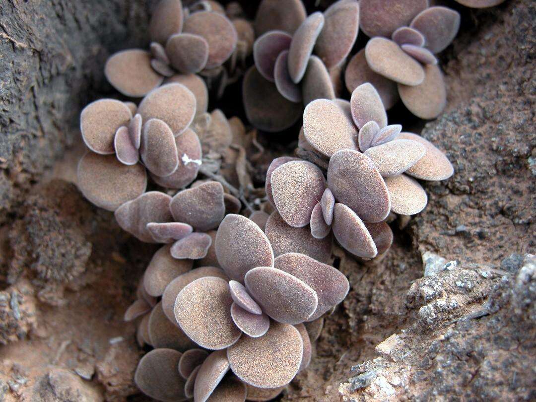 Image of Crassula sericea var. velutina (Friedr.) Tölken