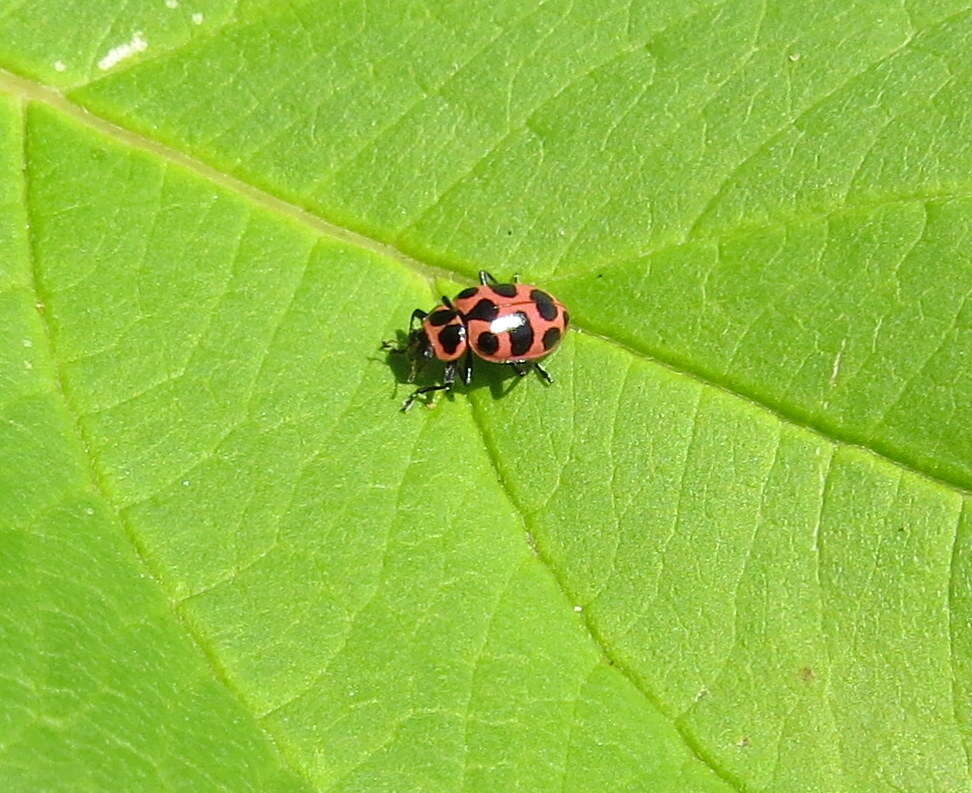 Image of Spotted Lady Beetle