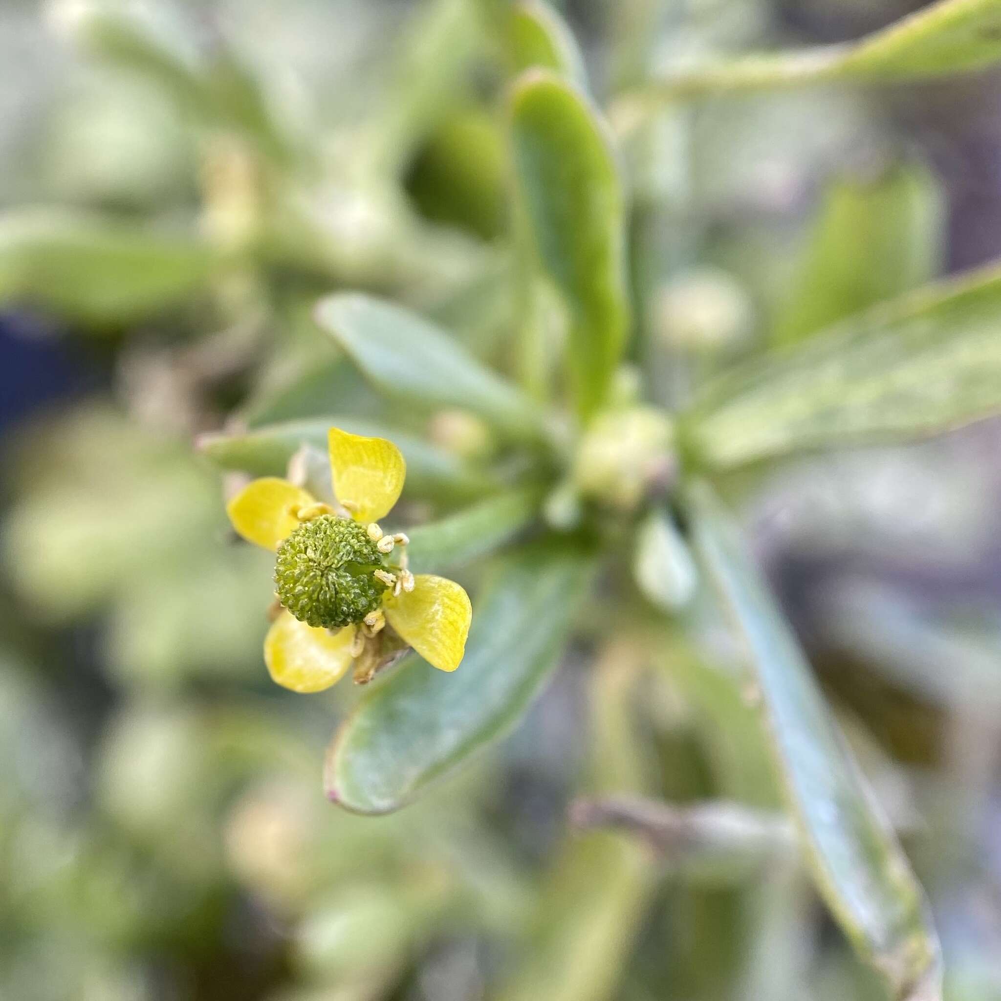 Слика од Ranunculus sceleratus var. multifidus Nutt. ex Torr. & A. Gray