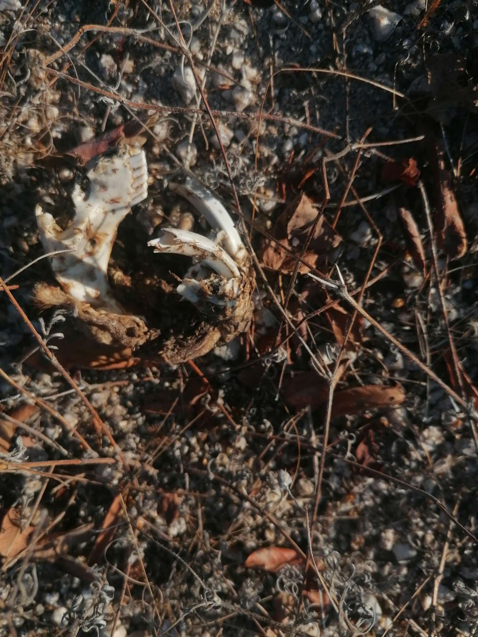 Image of giant pocket gopher