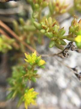 Sedum annuum L.的圖片