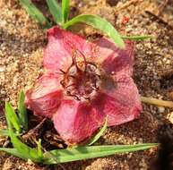 Image of Desert primrose