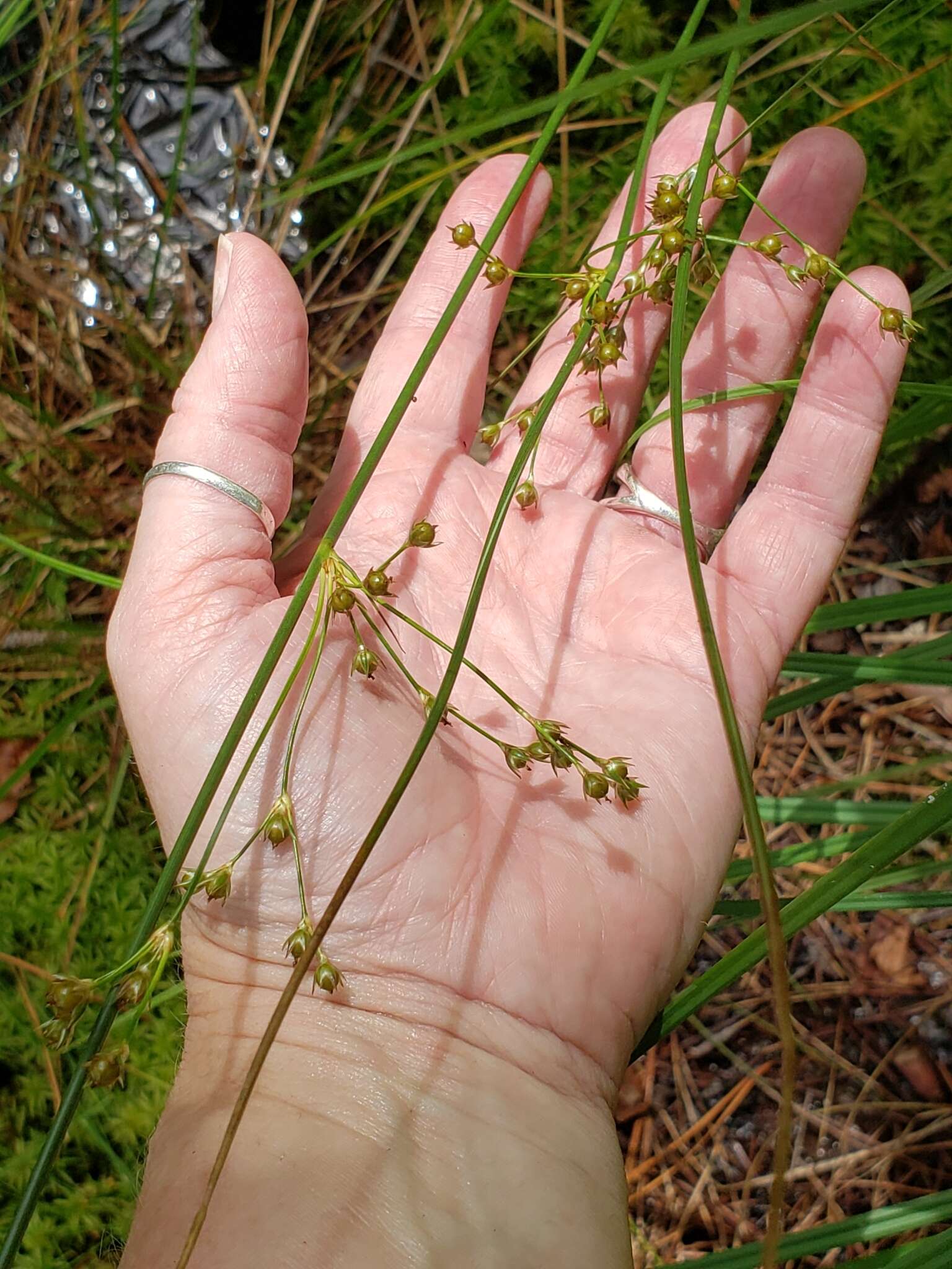 Imagem de Juncus coriaceus Mackenzie