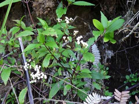 Image of spreading snakeroot