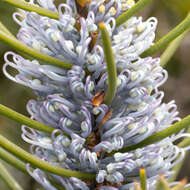 Image de Hakea lehmanniana Meissn.