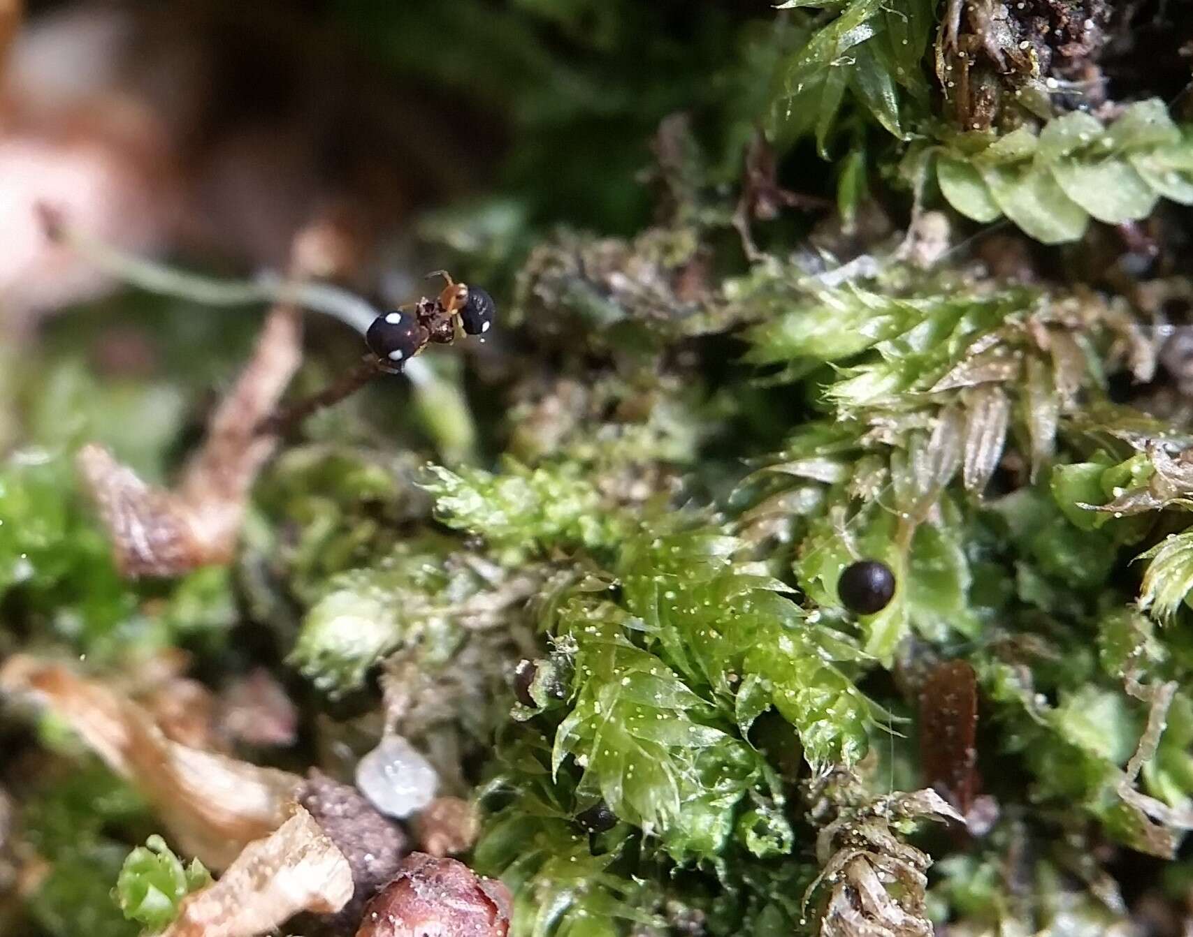 Image of Globular springtail