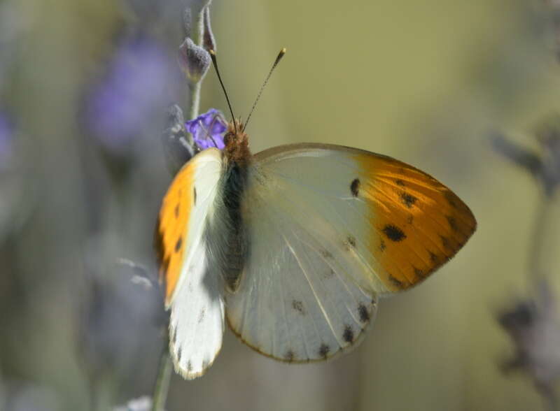 Image of Colotis auxo (Lucas 1852)