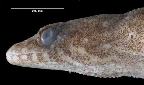Image of Dwarf gecko
