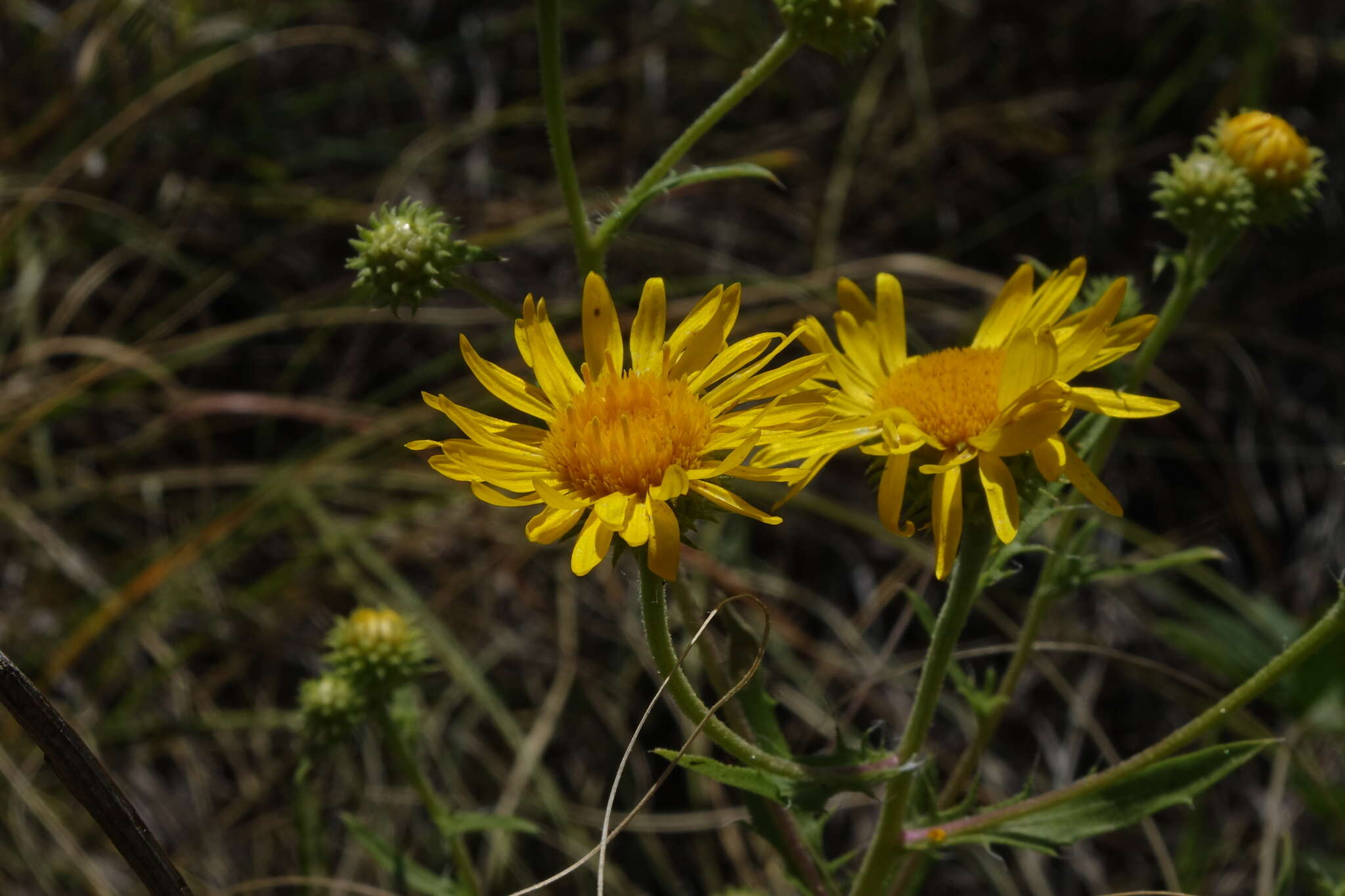 Image de Rayjacksonia annua (Rydb.) R. L. Hartman & M. A. Lane