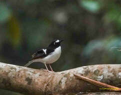 Image of Black-backed Forktail