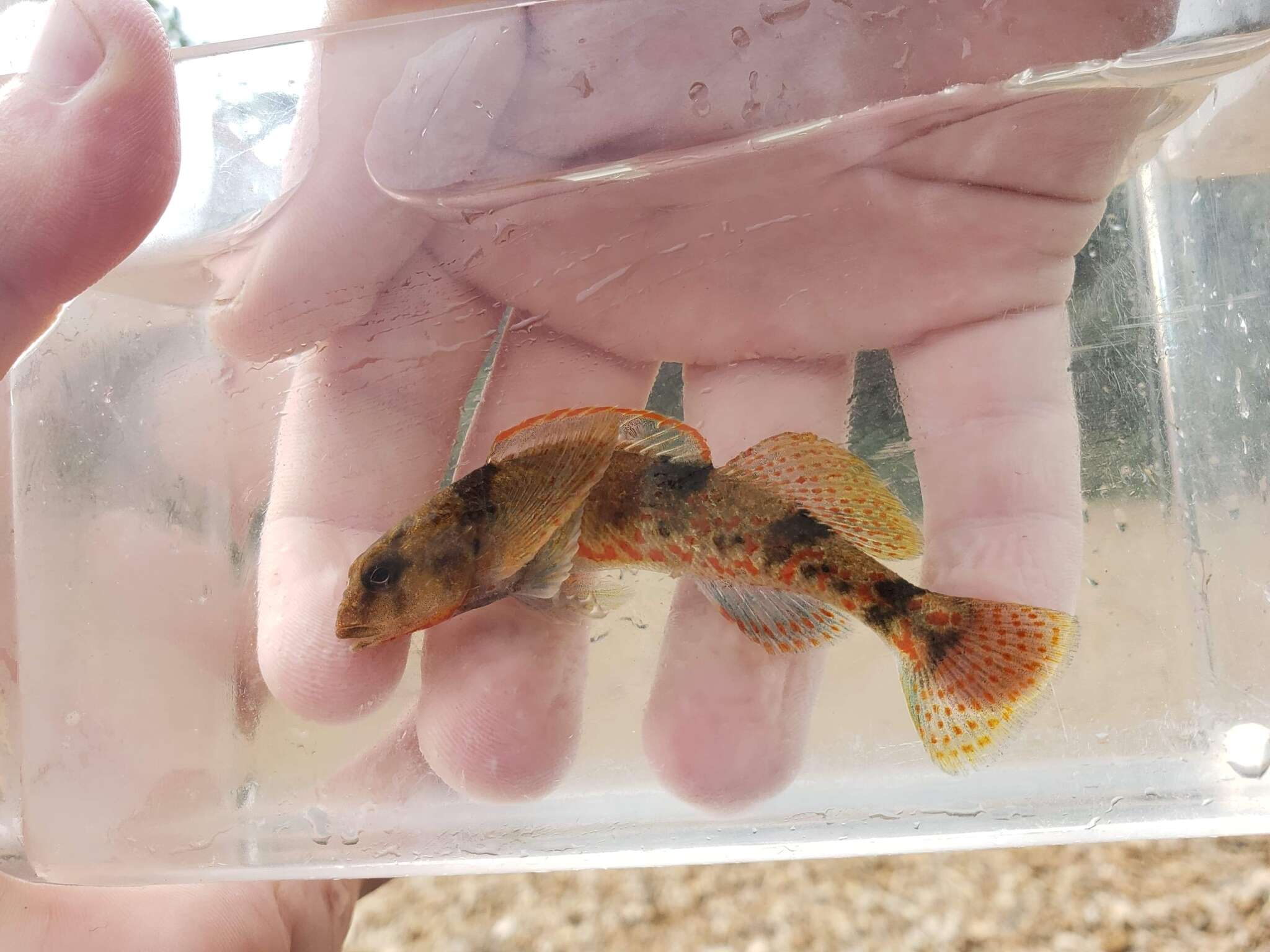 Image of Meramec Saddled Darter