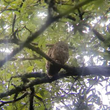 Image of Northern Spotted Owl