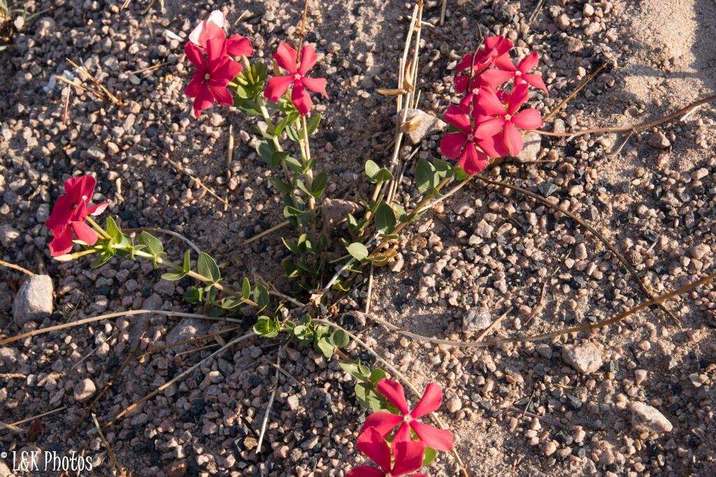 Image de Catharanthus ovalis Markgr.