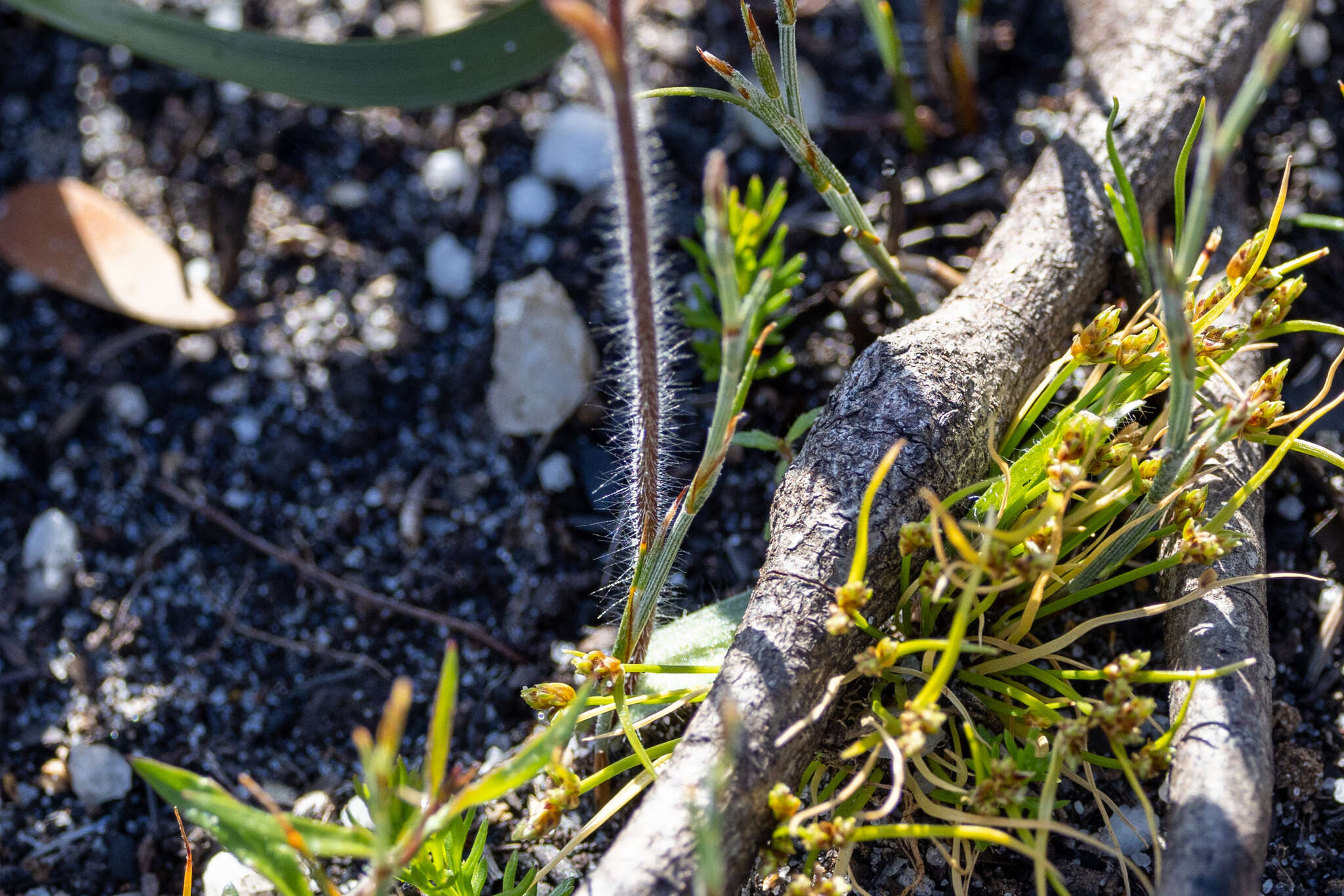 Imagem de Caladenia tessellata Fitzg.