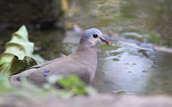 Image of Blue-spotted Dove