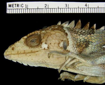 Image of <i>Polychrus peruvianus</i> (Noble 1924)