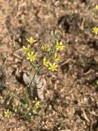 Image of Eriospermum abyssinicum Baker