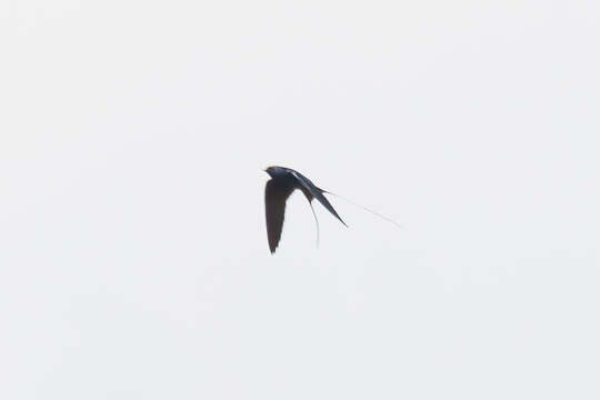 Imagem de Hirundo atrocaerulea Sundevall 1850