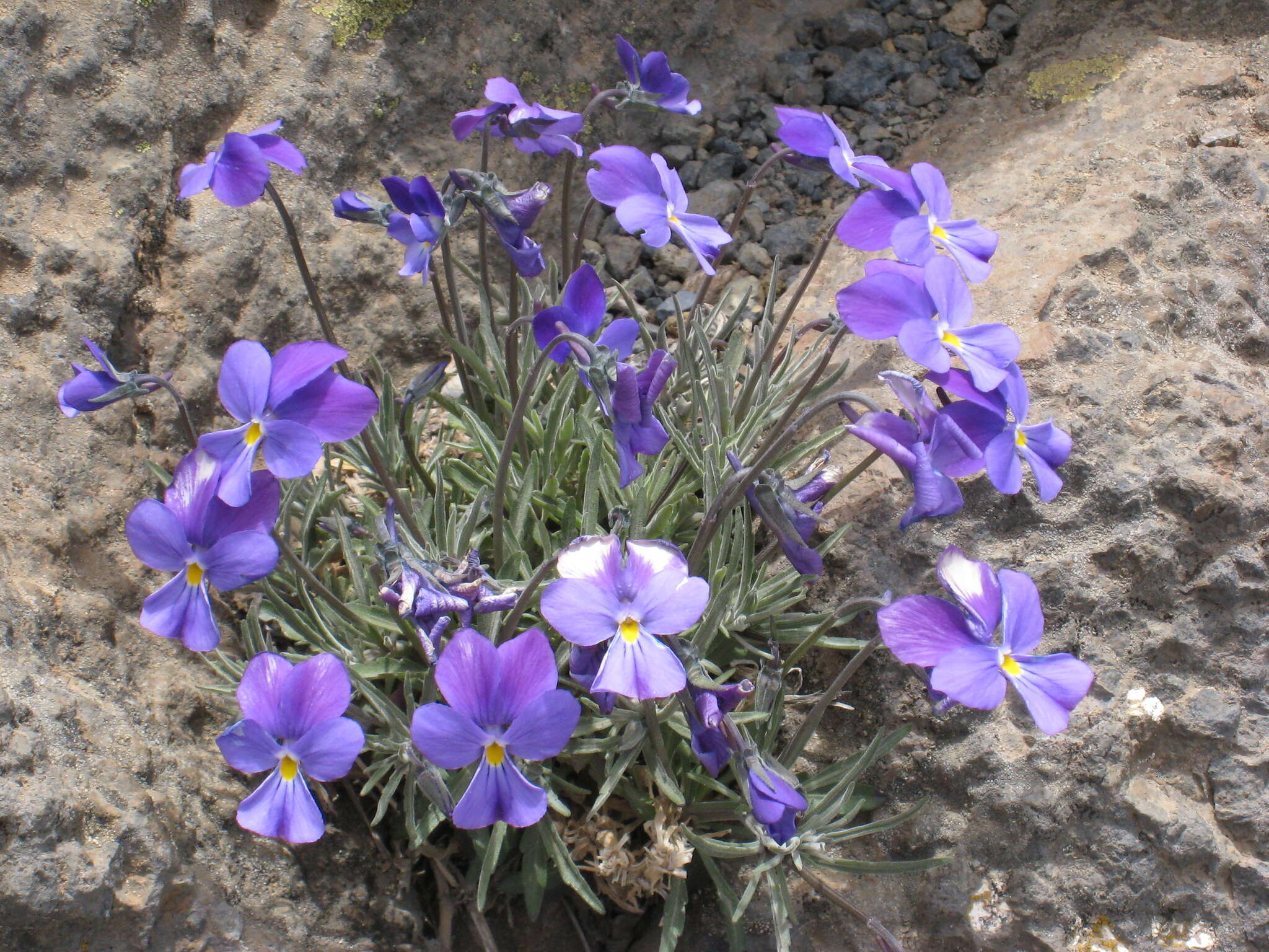 Image of Viola palmensis Webb & Berth.