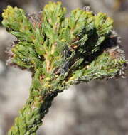 Image of Agathosma eriantha (Steud.) Steud.