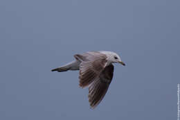 Image of common gull