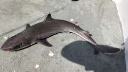 Image of Genie&#39;s dogfish