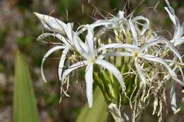 Image of Mangrove lily