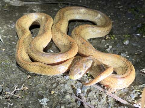 Image of Formosa Kukri Snake