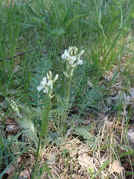 Image of Oxytropis candicans (Pall.) DC.