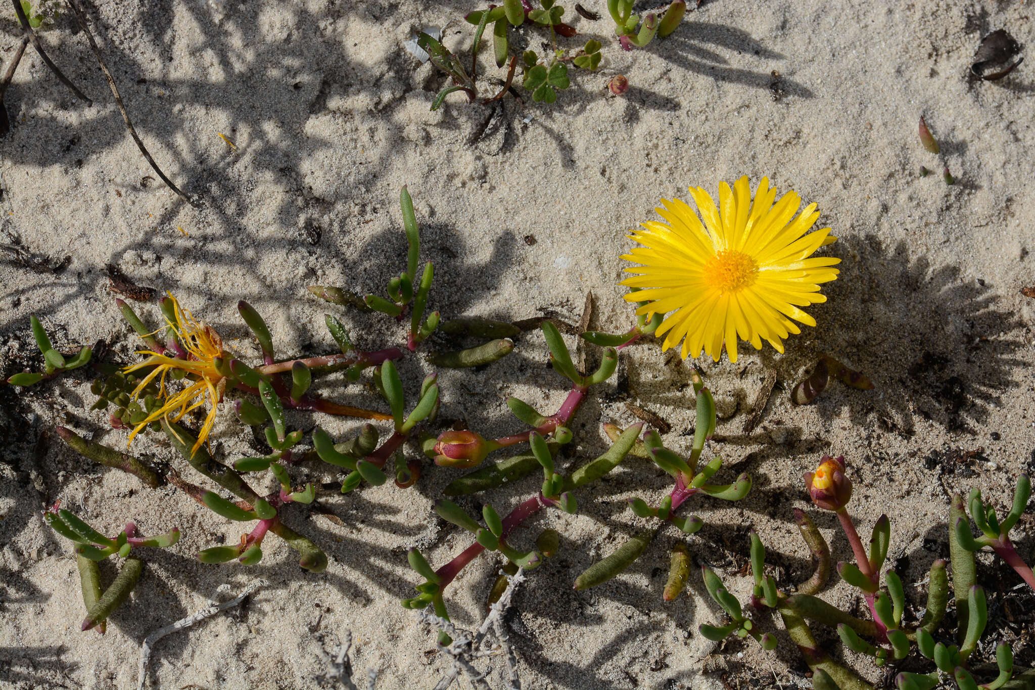 Image of Jordaaniella dubia (Haw.) H. E. K. Hartm.