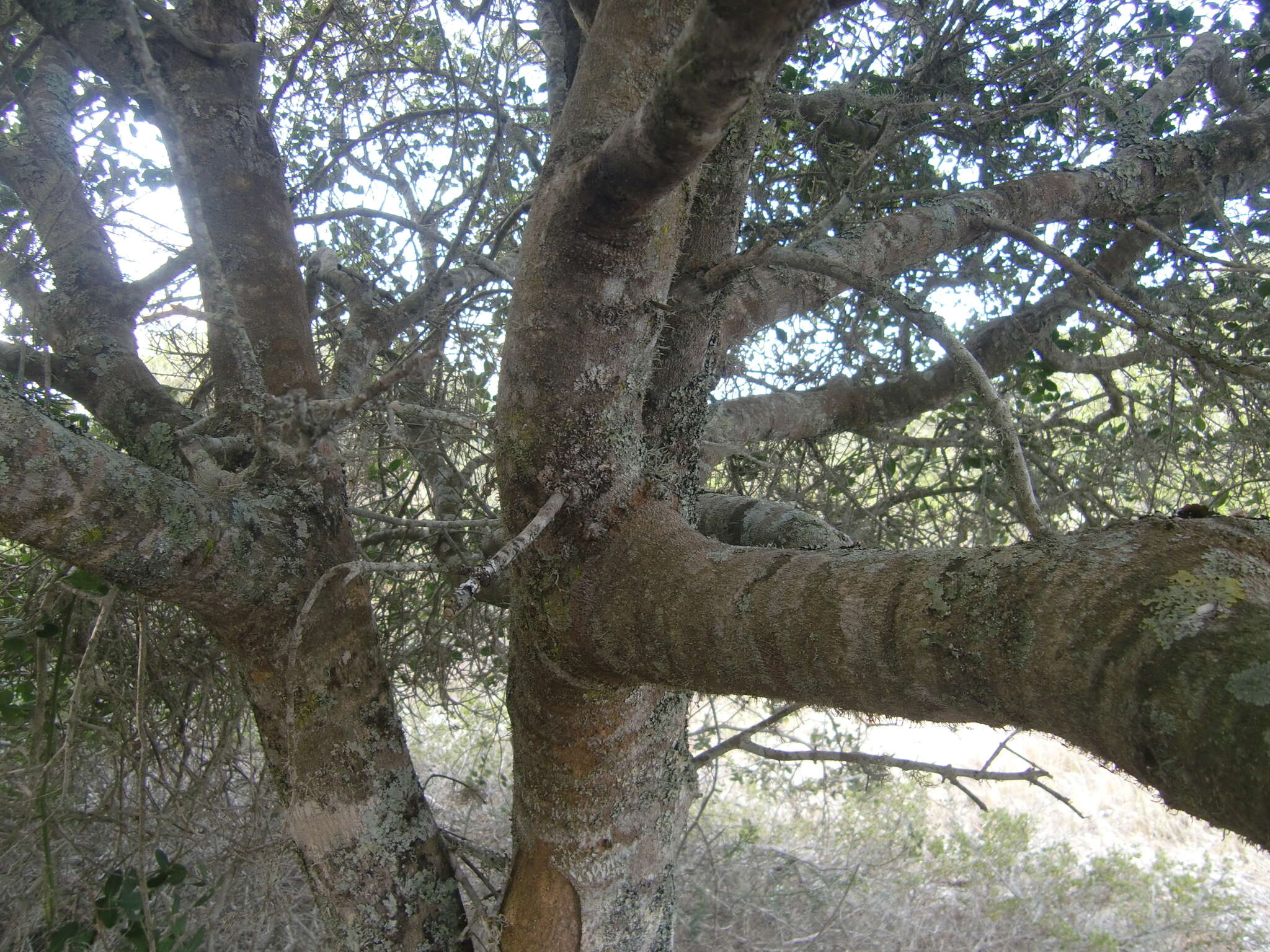 Image of Noronhia foveolata (E. Mey.) Hong-Wa & Besnard