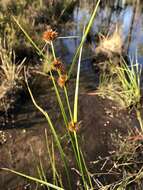 Image of Bunched Beak Sedge