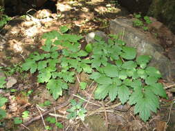 Image of Baneberry