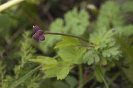 Слика од Callianthemum sajanense Witasek