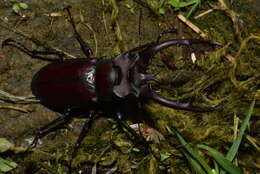 Image of Lucanus formosanus Planet 1899