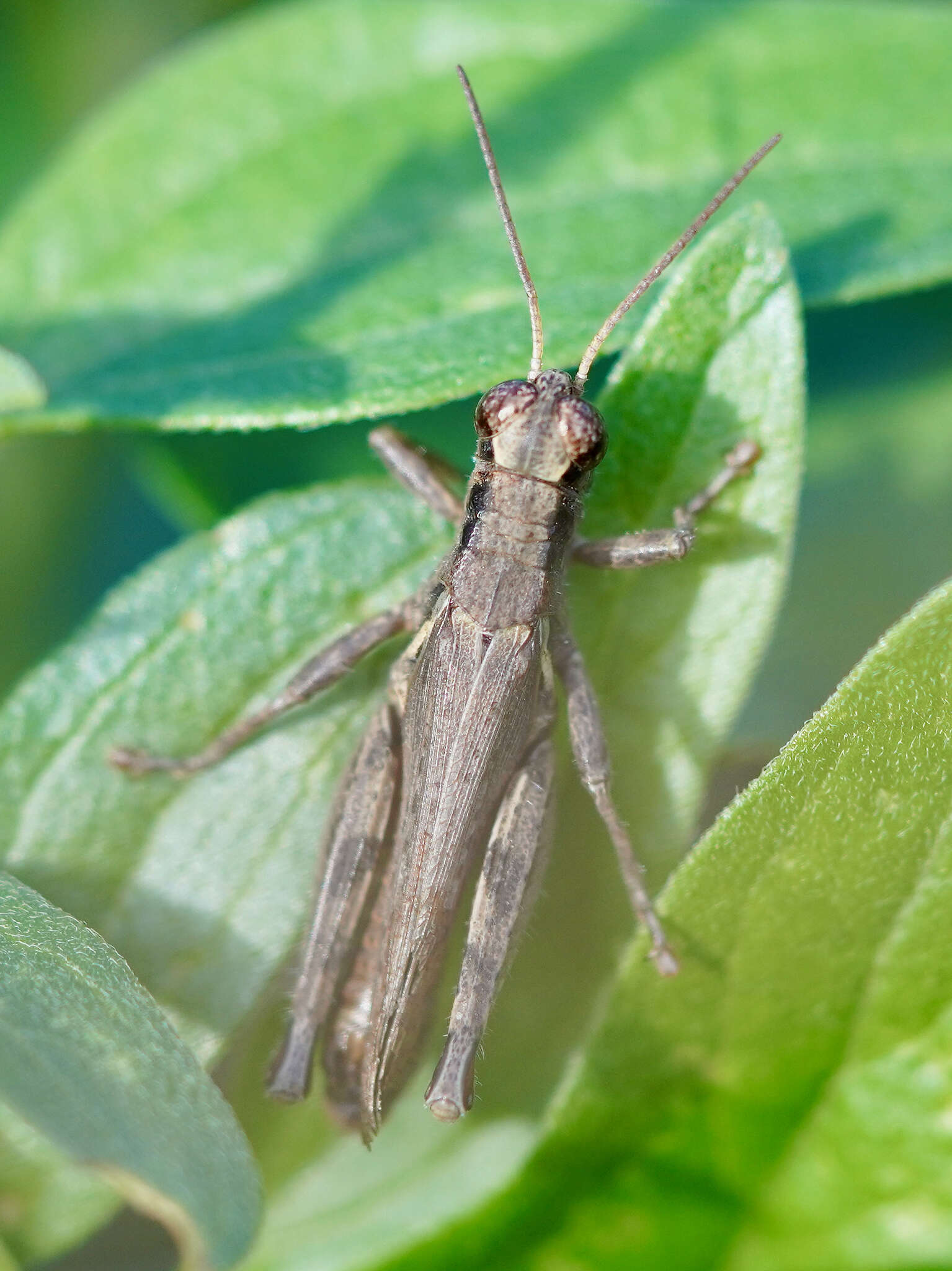 Image of Melanoplus cinereus Scudder & S. H. 1878