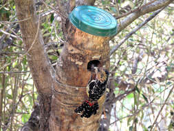 Image of Lesser Honeyguide