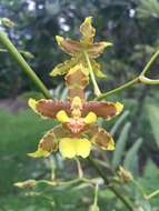 Image of Oncidium lineoligerum Rchb. fil. & Warsz.