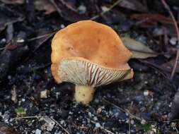 Image de Lactifluus clarkeae (Cleland) Verbeken 2012